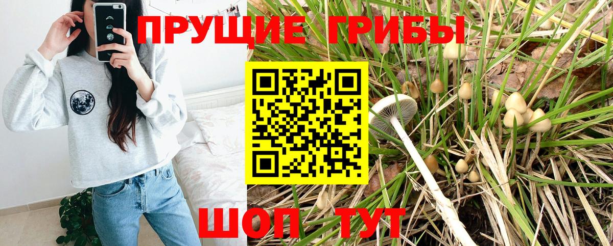 Псилоцибиновые грибы Cubensis Малгобек