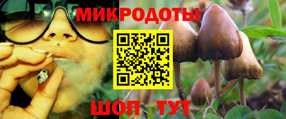 Галлюциногенные грибы Psilocybe Малгобек